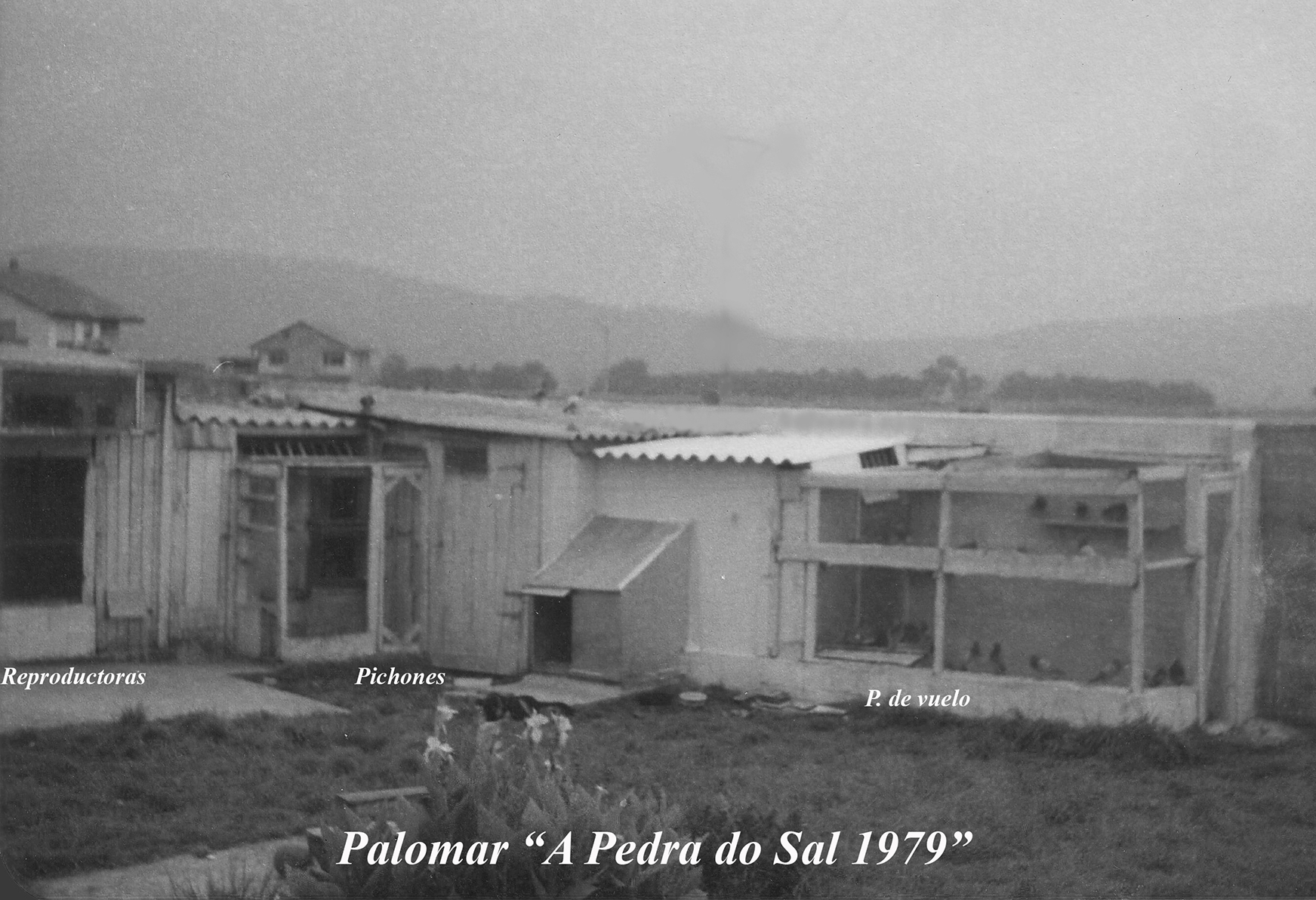 PRIMER PALOMAR DE PACO PRADO
